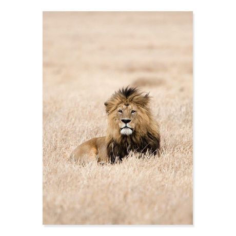 African Wildlife Gallery Wall Canvas Art - Image 5