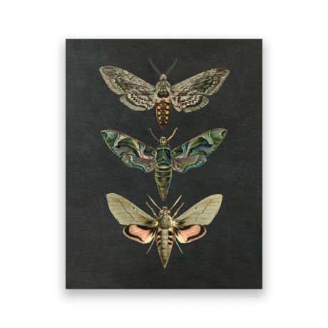 Nature Insect Vintage Canvas Art - Image 8