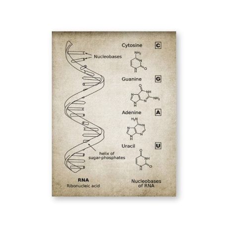 DNA and RNA Genetic Code Canvas Art - Image 6