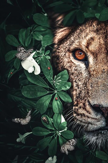 Lion In The Jungle Canvas Art - Image 7