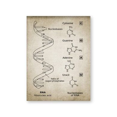 DNA and RNA Genetic Code Canvas Art - Image 6