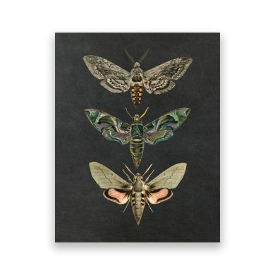 Nature Insect Vintage Canvas Art - Image 8