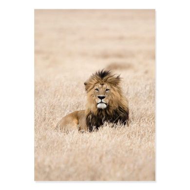 African Wildlife Gallery Wall Canvas Art - Image 5