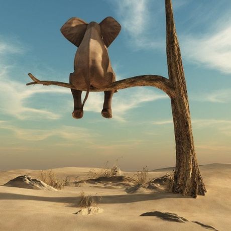Little Elephant Canvas Art - Image 7