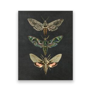 Nature Insect Vintage Canvas Art - Image 8