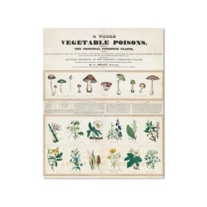 The Principal Poisonous Plants Canvas Art - Image 1